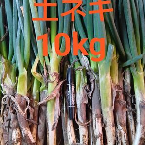 鳥取県産 土ネギ 10kg 白ネギ 長ネギ