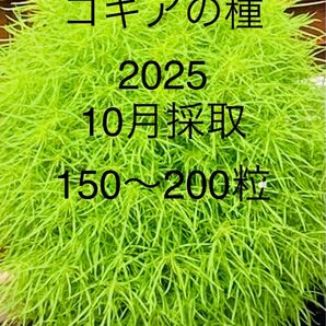 コキア 種 ほうき草 2025 10月採取 おまけの種つき 残りわずか