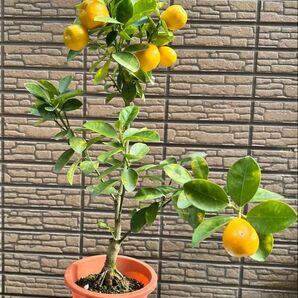 実付き 金柑の木 鉢植え 観葉植物 ガーデニング