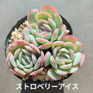 多肉植物 ストロベリーアイス 3苗 抜き苗
