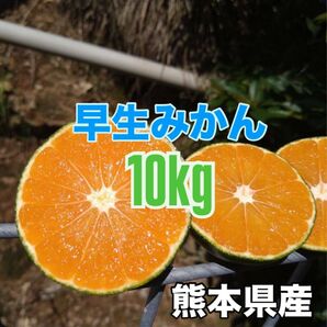 熊本産◎極早生みかん サイズ混合 10kg(送料無料)