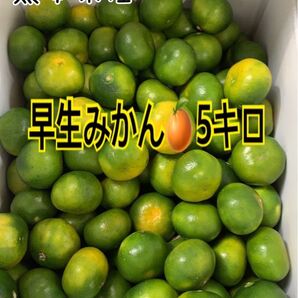 熊本産◎極早生みかん サイズ混合