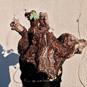 大株 ペラルゴニウム トリステ