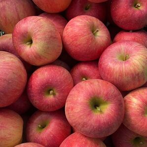 山形県産 りんご 訳あり10kg