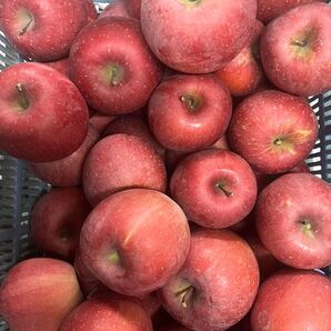 山形県産 りんご 訳あり5kg