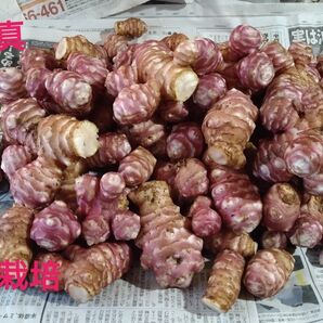 紫菊芋1.1キロ