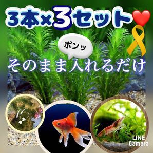 天然 アナカリス 3本×3セット そのまま入れるだけ