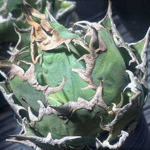 特出!アガベチタノタシーザー(極上株)超S級良形驚愕強棘super凱旋シーザー!