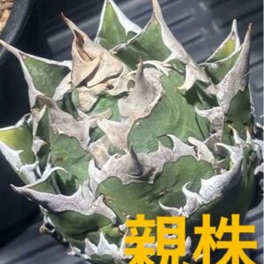 特選!アガベ チタノタレッドキャットウィーズル(極上株)超S級ゴリ猫優良血統!