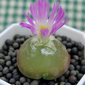 S601 多肉植物 リトープス/コノフィツム のブルゲリ種 100粒+α