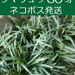 【ネコポス】玉竜 60株(芽)+ 苗 タマリュウ リュウノヒゲ 農薬不使用