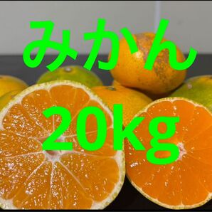 お待たせ〜みかんの季節だ 20kg九州甘いみかん