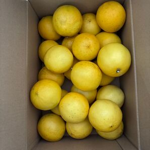 愛媛県産 無農薬 大玉レモン