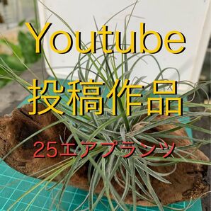 25 Youtube投稿作品 エアプランツ・流木セット
