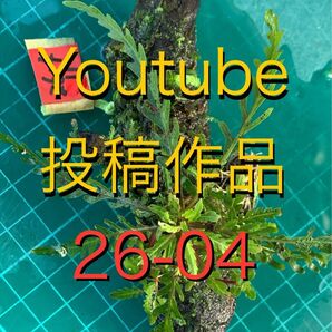 26-04 Youtube投稿作品 ハイグロフィラ・ピンナティフィダ 流木