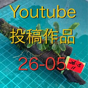 26-05 Youtube投稿作品 ブセファランドラspグリーンウェービー 流木