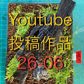 26-06 Youtube投稿作品 ベアタンク・ビオトープに♪ いきなり水草