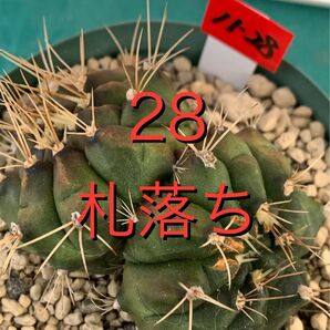 28 ダブルヘッド ギムノカリキウム・札落ち スリット鉢付