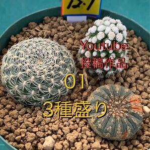 Youtube投稿サボテン 01 サボテン3種盛り アルビシマ 士童 白菱 鉢付