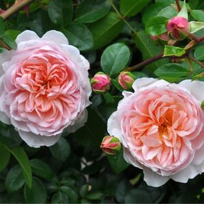 バラ苗 挿木苗 イングリッシュローズ ワイルド* カップ咲きDA ピンクバラ19