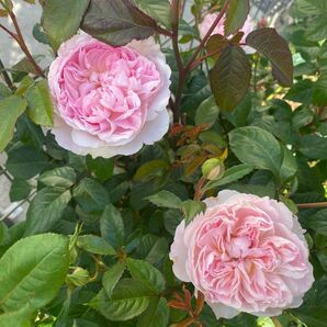 バラ苗 挿木苗 マーナー イングリッシュローズ カップ咲き DA 29