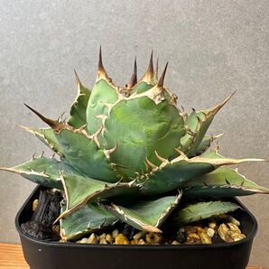 宝珠 子株 アガベ チタノタ オテロイ agave titanota oteroi ホウジュ