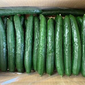 無言 評価しない方 お断り! 群馬県産 朝採り ハウス栽培 きゅうり3キロ送料込 即購入可 日付指定不可