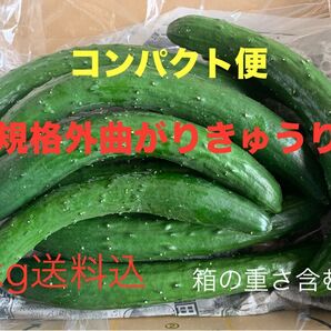 無言・評価しない方はお断り! 群馬県産 朝採り ハウス栽培 曲がり規格外きゅうり 1㎏送料込日付指定不可