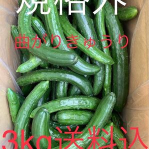 無言・評価しない方はお断り! 群馬県産 朝採り ハウス栽培 曲がり規格外きゅうり 3㎏送料込日付指定不可