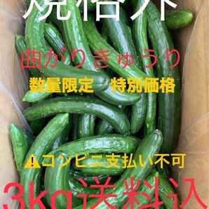 無言・評価しない方はお断り! 群馬県産 朝採り ハウス栽培 曲がり規格外きゅうり 3㎏送料込日付指定不可