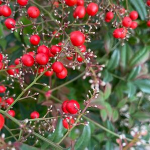 南天の実 南天の葉 縁起物 ハンドメイド素材 リース材料