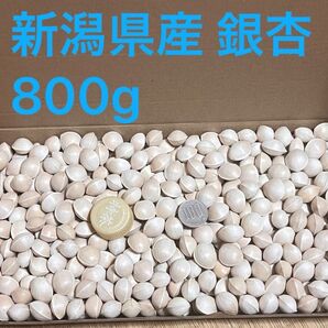 新潟県産 銀杏 800g 無農薬 ギンナン