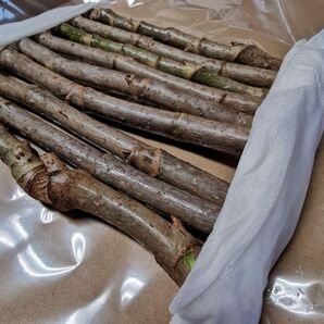 熊本県阿蘇産 棘なしタラの木 8本