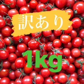 訳ありミニトマト1kg