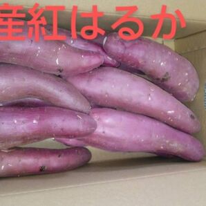 熊本産紅はるか20キロ