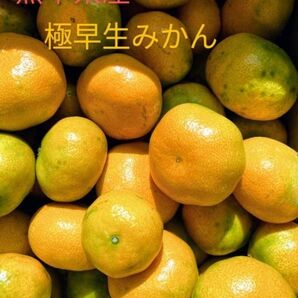 熊本産極早生みかん10キロ