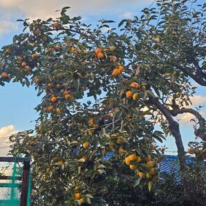 山梨県産無農薬渋柿箱込10キロおまけ付き