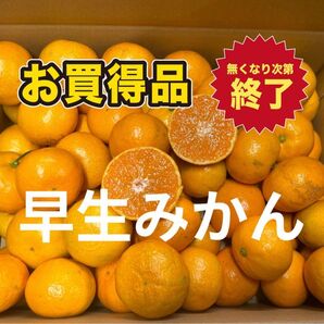 口コミで大人気みかん 愛媛県産 早生みかん 10キロ 農家直送 旬の柑橘