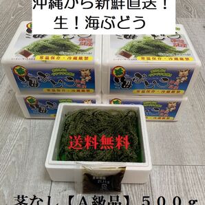 茎なしA級品 生!海ぶどう500g (シークヮーサー果汁入りタレ付き)小分けしてるのでシェアするのに便利です!