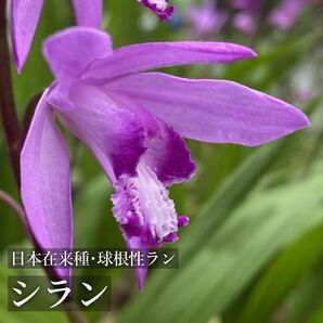 【球根】シラン 紫花 大球込み約10球15芽以上 サイズ混合【簡易包装】