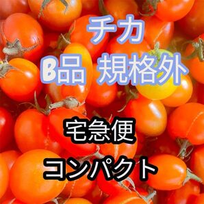 チカ B品 規格外 ミニトマト