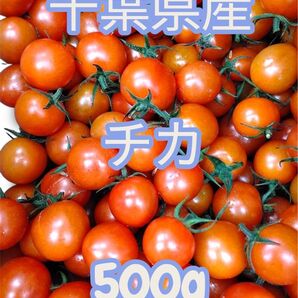 千葉県産 チカ ミニトマト 500g