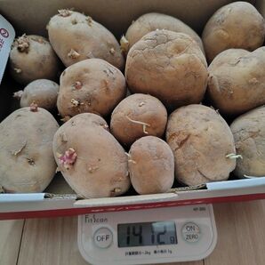 男爵 出島 種芋用 じゃがいも 無農薬 除草剤・化学肥料無使用 広島県産 土付き 送料無料 箱込1.4kg以上