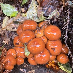 秋田県産肉厚ぷりぷりなめこ500g下処理済み ナメコ