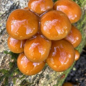 秋田県産肉厚ぷりぷりなめこ1キロ下処理済み ナメコ