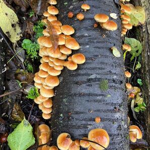 秋田県産肉厚ぷりぷりなめこ開き1キロ下処理済み ナメコ
