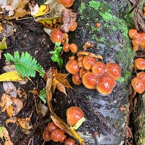 秋田県産肉厚ぷりぷりなめこ500g下処理済み ナメコ