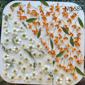 No,684 キンモクセイ コデマリ ドライフラワー花材