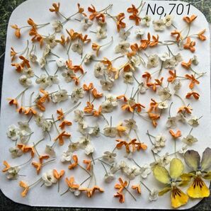 No,701 キンモクセイ アリッサム ドライフラワー花材