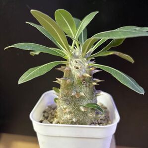 パキポディウム・デンシカウレ恵比寿大黒 1株